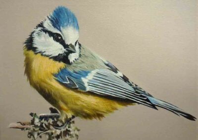 Amy Charlesworth AC089 'Small Blue Tit' oil on canvas 22x27cm SOLD