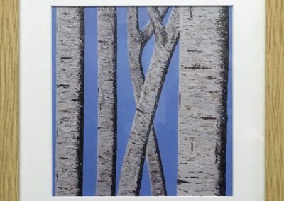 DS Framed Print. A Grace of Their Own Silver Birches (ds471)