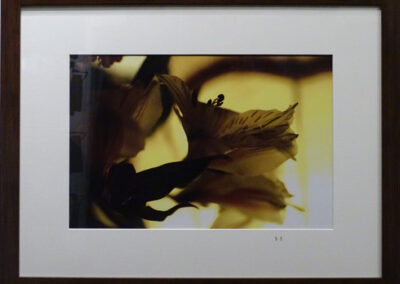 Gemma Hobbs Flowers on Glass Ltd Edn Photo. Framed to 60x46.5cm1of30 £20