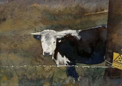 JF250B 'My Lockdown Cow' watercolour framed to 32x28cm £190