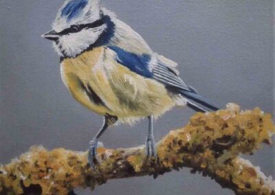 L Amy Charlesworth AC107 'Small Blue tit' oil on canvas 20 x 20cm SOLD