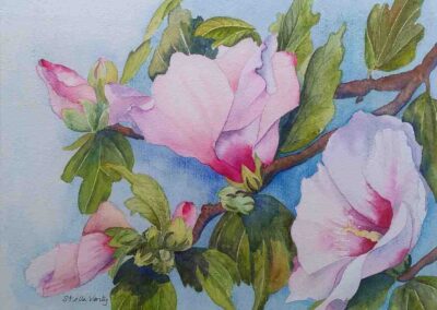 Stella Verity SV01 Hibiscus