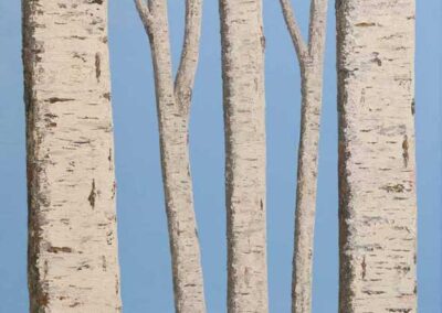 ds coaster 541 Against a Summer Sky Silver Birches £3.50