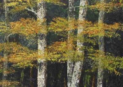 ds546 'Lakeside Birches 2' 16x40" £380