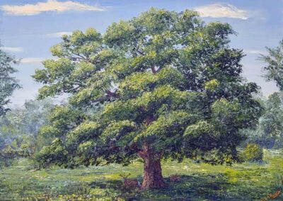 ds705 From Tiny Acorns. Oak Tree, Fountains Abbey.40x30in 2024 £620