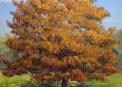 ds713 'Nostel Priory Beech' 30x30in 2024lr