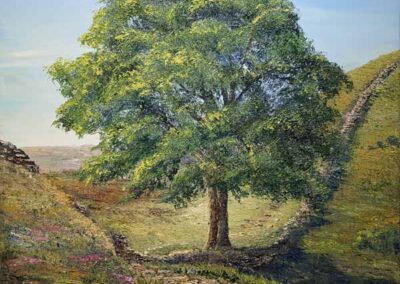 ds730 Sycamore Gap, Hadrians Wall. Oil. 30x30in 2026 £420